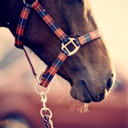 Halters, Leads & Fly Masks