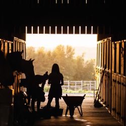 Stable & Vet