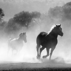 For Horses